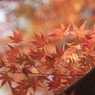 初冬穏やか