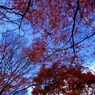 名残紅葉２