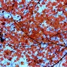 名残紅葉３