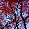 名残紅葉４