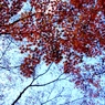 名残紅葉５
