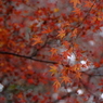 枯れ紅葉