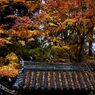 晩秋の岩船寺山門　　　DSC_5917