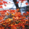 紅葉２
