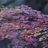 紅葉４