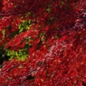 紅葉７