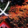 白山神社の紅葉　　　DSC_5896