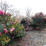 山茶花2