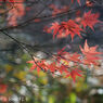 Retina-Xenon C 50mm F2.0