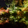 高台寺の紅葉