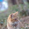 IMGP0932