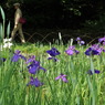 菖蒲田