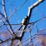野鳥を探して　シジュウカラ