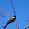 野鳥を探して　シジュウカラ　Ⅱ