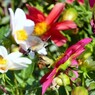 アルメニアの蜂雀と花 Hawk moth & Flowers