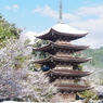 IMGP1008a