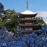 IMGP1529a