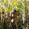 野鳥を探して　カワセミ