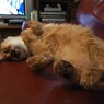 テレビばっかり見にゃいで～