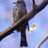 野鳥を探して　ヒヨドリ　Ⅱ