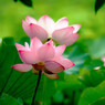 蓮の花