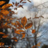 Retina-Xenon C 50mm F2.0