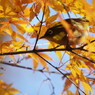 野鳥を探して　メジロ　Ⅱ