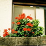 散歩写真