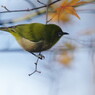 野鳥を探して　メジロ