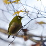 野鳥を探して　メジロ　Ⅱ