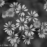 Retina-Xenon C 50mm F2.0