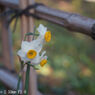 Retina-Xenon C 50mm F2.0