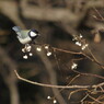 野鳥を探して　シジュウカラ