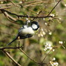 野鳥を探して　シジュウカラ　Ⅱ