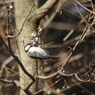 野鳥を探して　シジュウカラ　Ⅲ