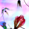 Gloriosa