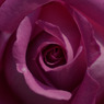 Purple Rose