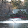 吉祥寺・井の頭公園の冬日-3