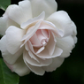 気高き白薔薇の肖像