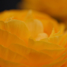 F-02 オレンジ色の花