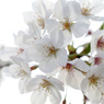 F-03 桜