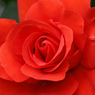麗しき赤薔薇の肖像