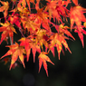 F-11 紅葉-1