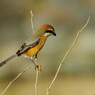 野鳥を探して　モズ