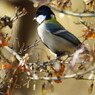 野鳥を探して　シジュウカラ