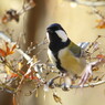 野鳥を探して　シジュウカラ　Ⅱ