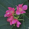 ドンベヤ 里見の春