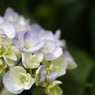 撮り比べ　Tamron 90mmMacro