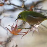 野鳥を探して　メジロ　Ⅱ