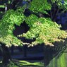 3082-31永観堂